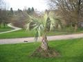 Butia yatay